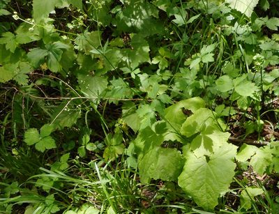 Sanicula chinensis, photographed by Николай Соболев