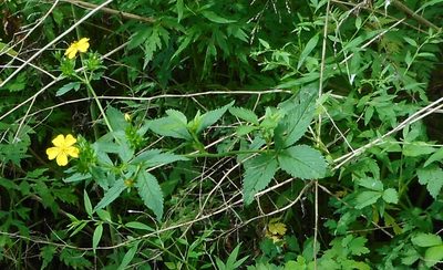 Potentilla cryptotaeniae, photographed by Николай Соболев