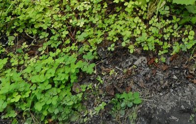 Potentilla centigrana, photographed by Николай Соболев