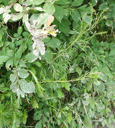 Artemisia manshurica, photographed by Николай Соболев