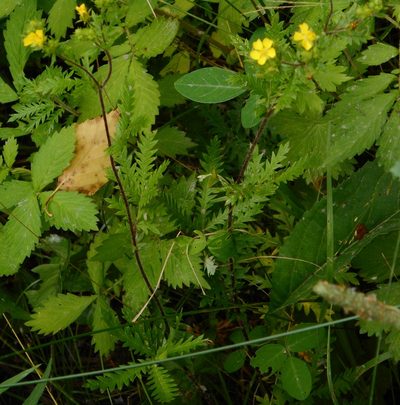 Potentilla chinensis, photographed by Николай Соболев