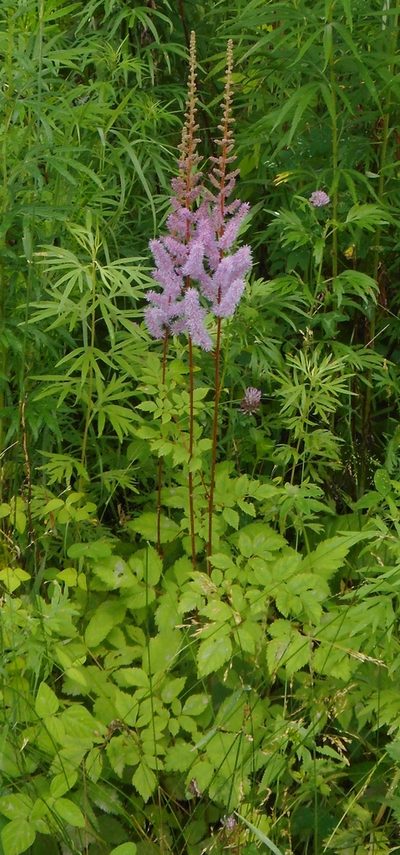 Astilbe chinensis, photographed by Николай Соболев