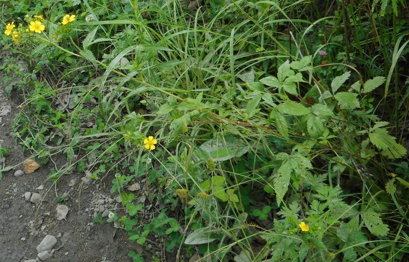 Potentilla cryptotaeniae, photographed by Николай Соболев
