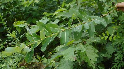 Salix integra, photographed by Николай Соболев