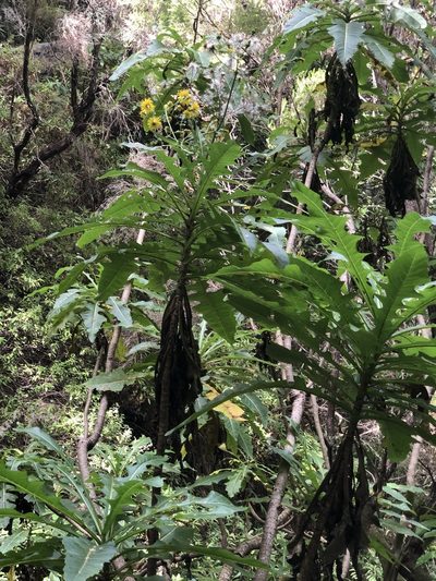 Sonchus fruticosus, photographed by Codrin Bucur