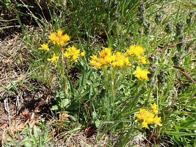 Jacobaea carniolica, photographed by Karel Schoonvaere