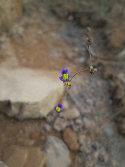 Utricularia welwitschii, photographed by bat (Maria Vorontsova)