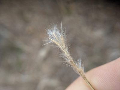 Bothriochloa barbinodis, photographed by Cleveland Powell