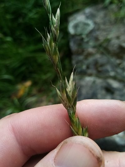 Bromus lithobius, photographed by Joe Potter Butler