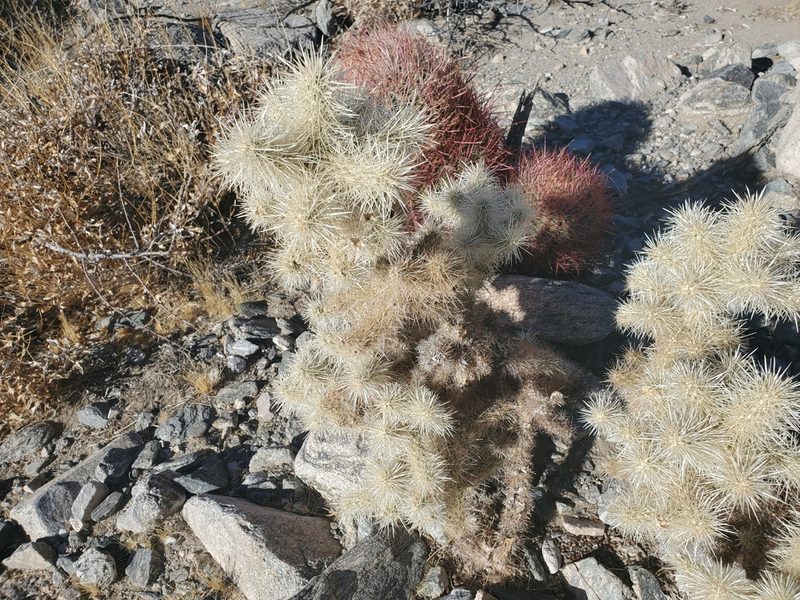 Cylindropuntia chuckwallensis, photographed by Bob Miller