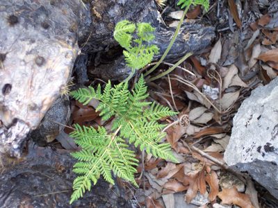 Cheilanthes leucopoda, photographed by Jo Roberts