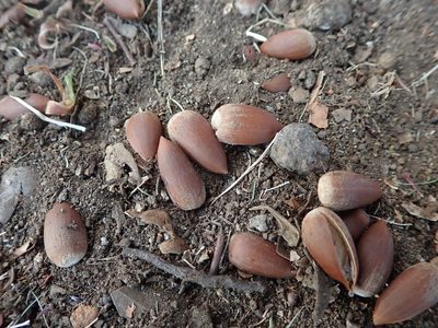 Castanopsis sieboldii, photographed by Yoshihiro Tokue