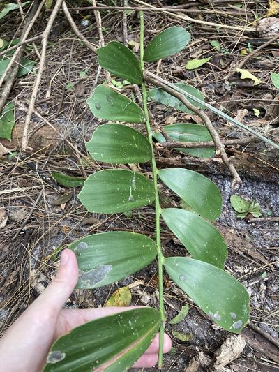 Zamia furfuracea, photographed by Jade Fortnash