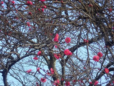 Prunus mume, photographed by Yoshihiro Tokue