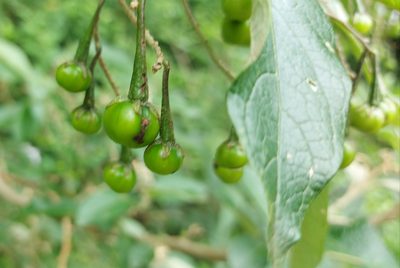 Solanum paniculatum, photographed by Filipi Miranda Soares