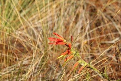 Castilleja integrifolia, photographed by Andrés Ramírez-Barrera