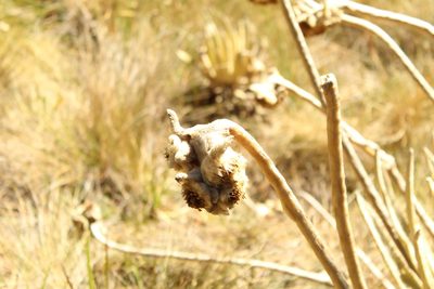 Espeletia congestiflora, photographed by Andrés Ramírez-Barrera