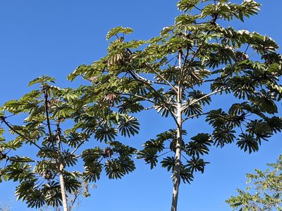 Cecropia obtusifolia, photographed by Zoltán Stekkelpak