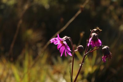 Senecio wedglacialis, photographed by Andrés Ramírez-Barrera