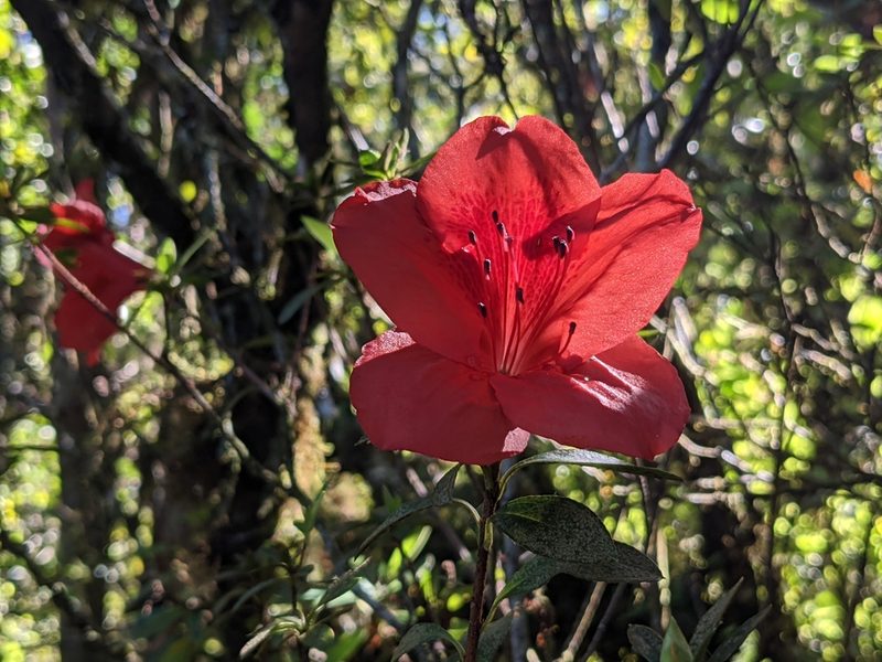 Rhododendron simsii, photographed by Zoltán Stekkelpak