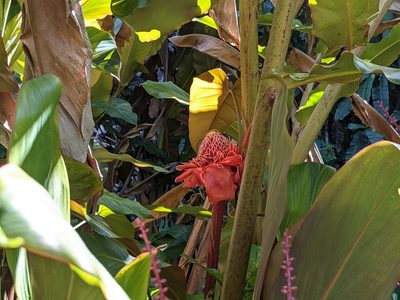 Etlingera elatior, photographed by Zoltán Stekkelpak