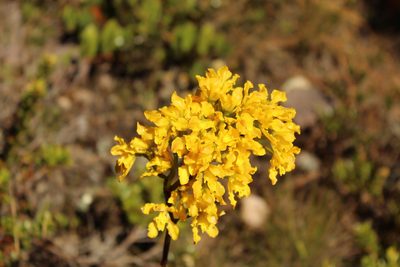 Cyrtochilum revolutum, photographed by Andrés Ramírez-Barrera
