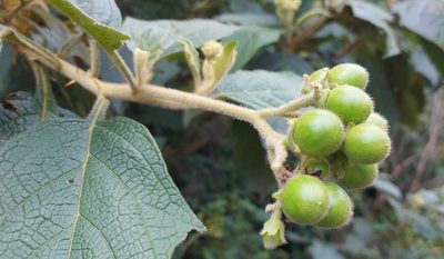 Solanum pycnanthemum, photographed by Filipi Miranda Soares