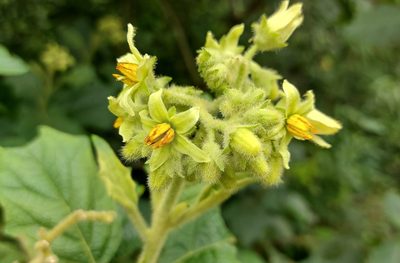 Solanum pycnanthemum, photographed by Filipi Miranda Soares
