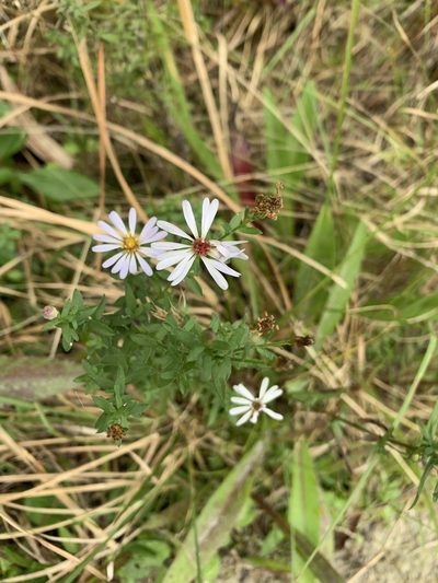 Symphyotrichum fontinale, photographed by Brandon Corder