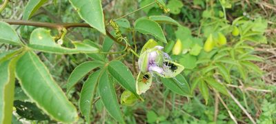 Passiflora cincinnata, photographed by Filipi Miranda Soares