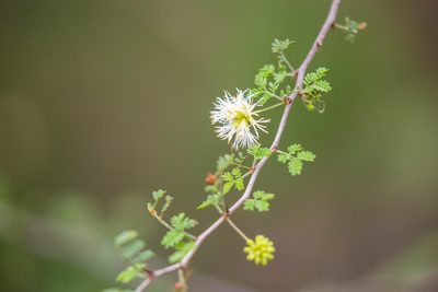 Mimosa texana, photographed by Melissa McMasters