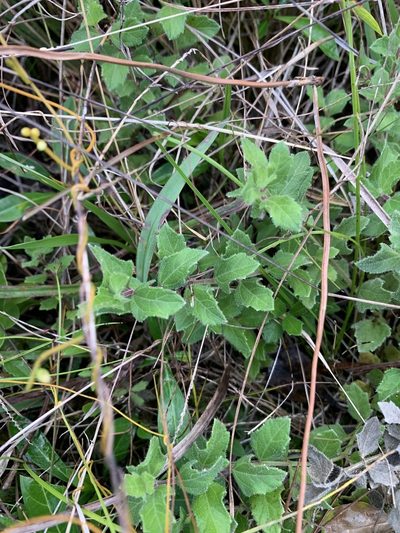 Melanthera parvifolia, photographed by Brandon Corder