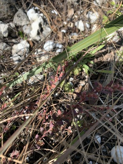 Euphorbia conferta, photographed by Brandon Corder
