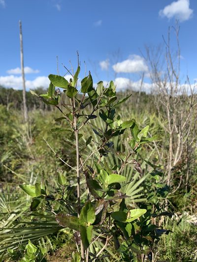 Koanophyllon villosum, photographed by Brandon Corder