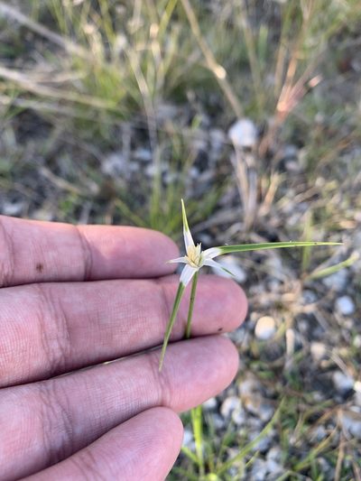 Rhynchospora floridensis, photographed by Brandon Corder