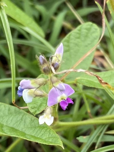 Glycine tomentella, photographed by Richard Fuller