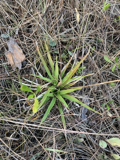 Aletris bracteata, photographed by Brandon Corder