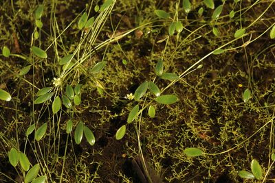 Ranunculus limoselloides, photographed by Andrés Ramírez-Barrera