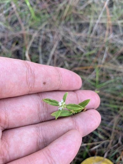 Spermacoce neoterminalis, photographed by Brandon Corder