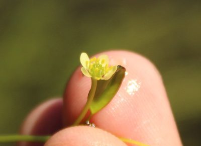 Ranunculus limoselloides, photographed by Andrés Ramírez-Barrera