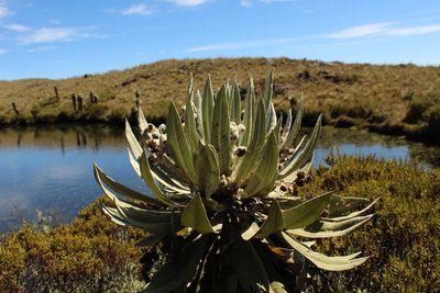 Espeletia brachyaxiantha, photographed by Andrés Ramírez-Barrera
