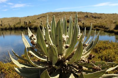 Espeletia brachyaxiantha, photographed by Andrés Ramírez-Barrera