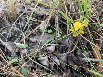 Crotalaria pumila, photographed by Brandon Corder