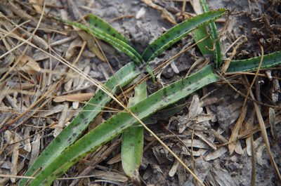 Agave maculata, photographed by Eric Knight
