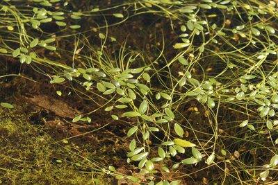 Ranunculus limoselloides, photographed by Andrés Ramírez-Barrera