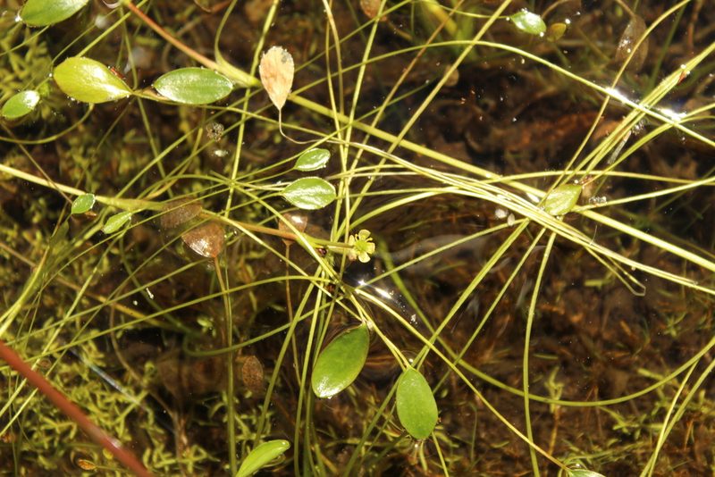 Ranunculus limoselloides, photographed by Andrés Ramírez-Barrera