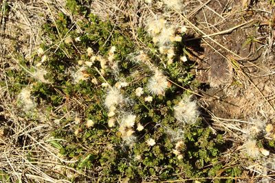 Baccharis tricuneata, photographed by Andrés Ramírez-Barrera