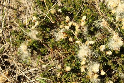 Baccharis tricuneata, photographed by Andrés Ramírez-Barrera