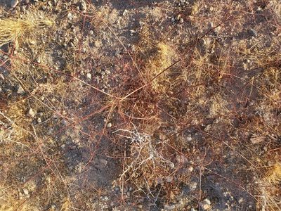 Eriogonum thomasii, photographed by Bob Miller