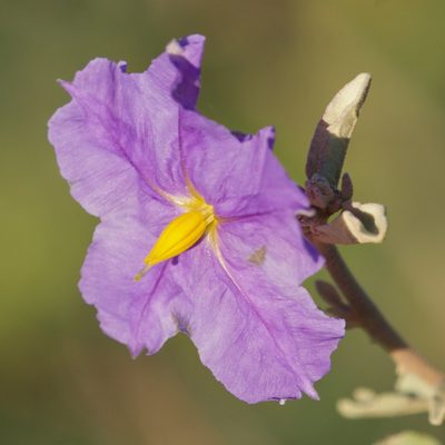 Solanum hindsianum, photographed by Bill Levine